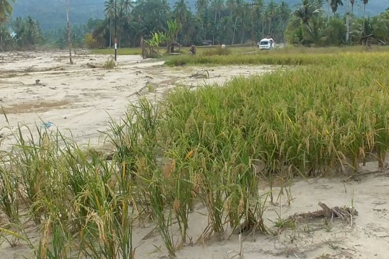 tapsel-kelompokkan-lahan-terdampak-bencana-dalam-tiga-kategori