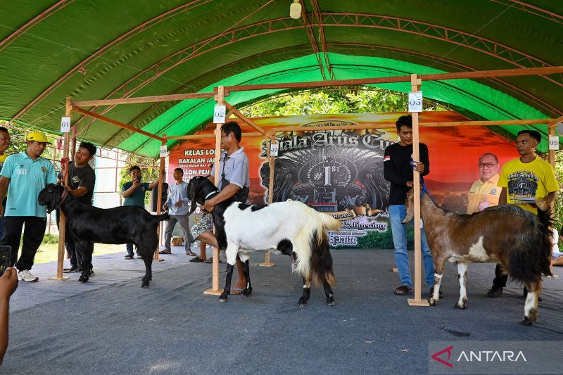 uniknya-kontes-ternak-kambing-di-palu