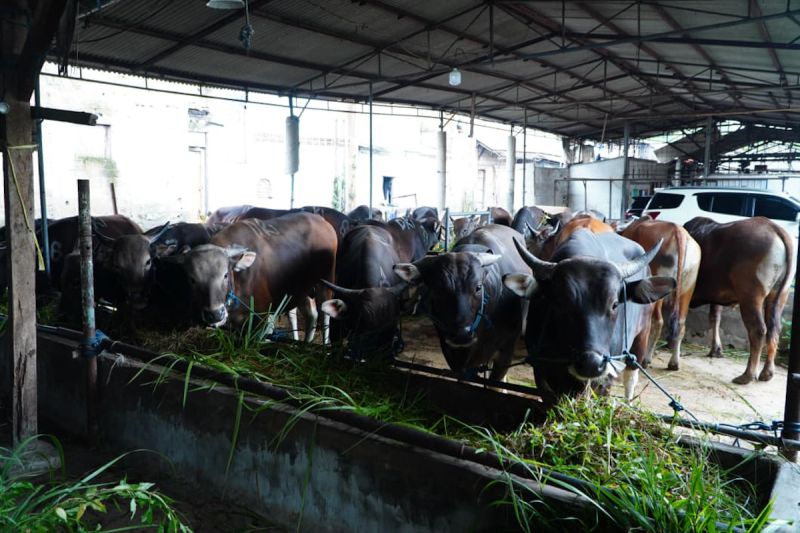 satgas-saber-jaga-stabilitas-harga-daging-sapi-di-tingkat-rph