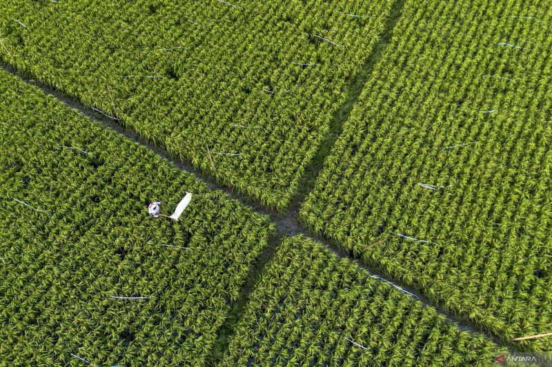 bps-proyeksi-produksi-padi-nasional-triwulan-i-capai-1016-juta-ton-beras