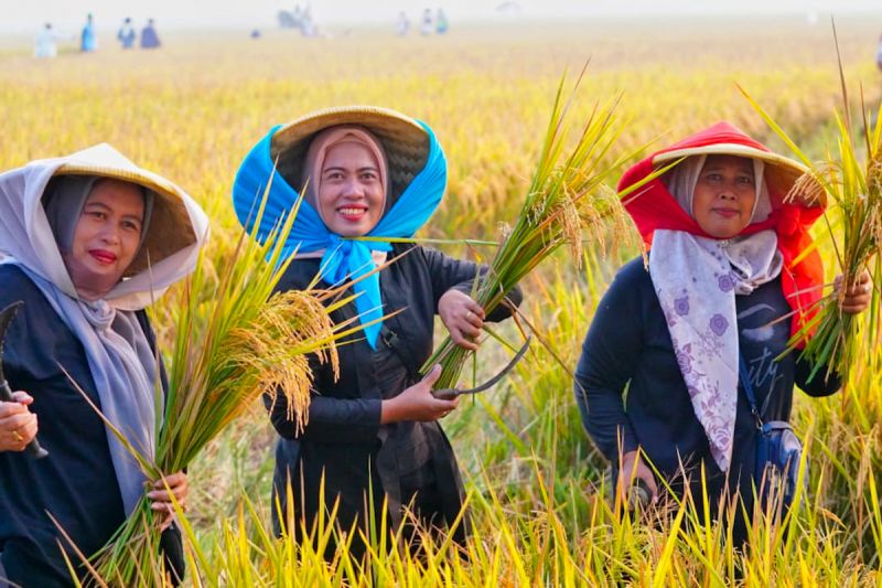 kepala-bapanas-buka-peluang-ekspor-usai-serapan-beras-naik-700-persen