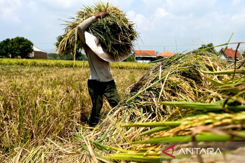 kementan-perkuat-autp-jaga-produksi-padi-dan-lindungi-petani