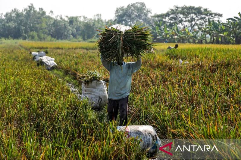 hkti-nilai-produksi-padi-tetap-terjaga-di-tengah-dinamika-iklim-2026