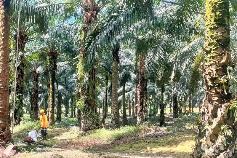 peneliti-sawit-kunci-pemulihan-ekonomi-pascabencana