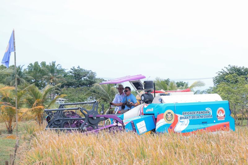 padi-organik-ps-08-hasil-persilangan-unggul-dikembangkan-di-banten