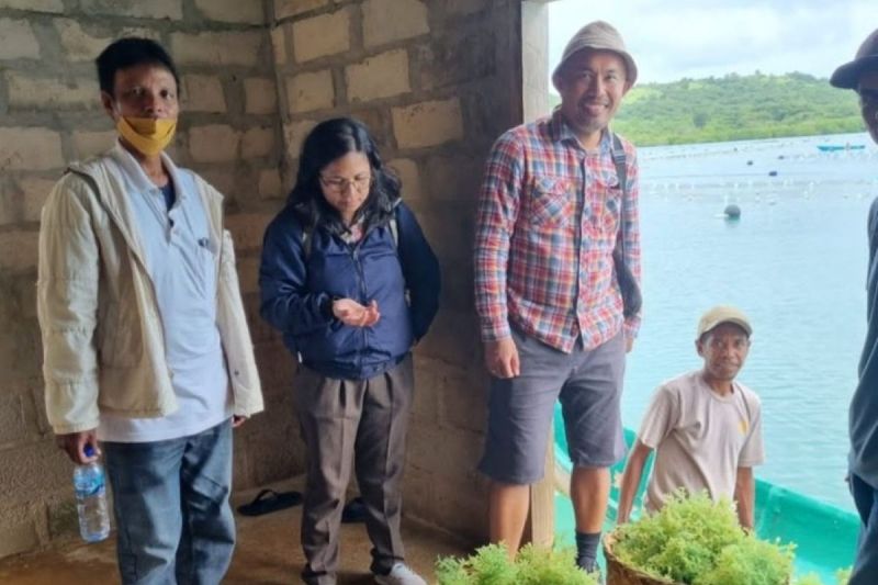 Undana hadirkan peta digital interaktif rumput laut berbasis AI bagi petani