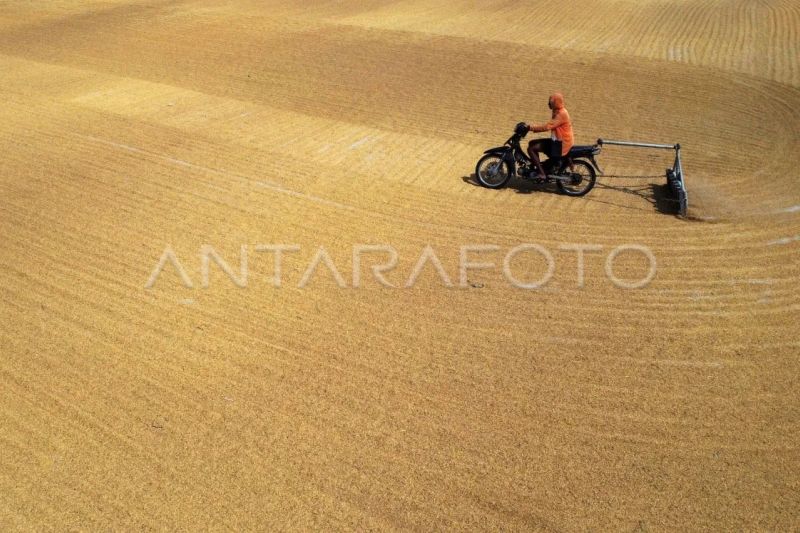 pengamat-tekankan-penguatan-infrastruktur-bulog-hadapi-puncak-panen