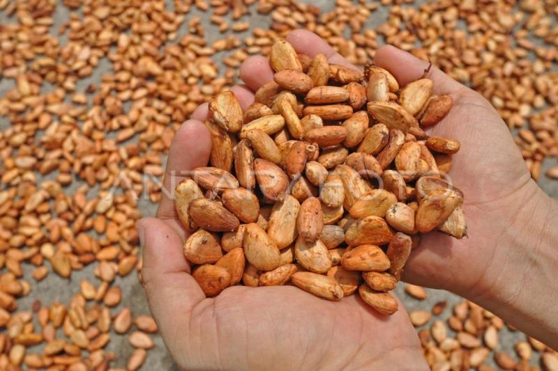 kakao-dari-biji-ke-martabat