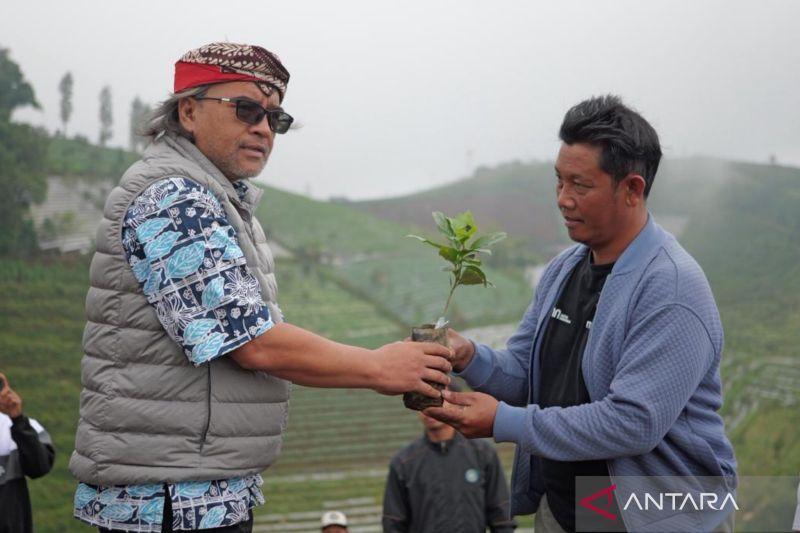 temanggung-dapat-bantuan-bibit-kopi-arabika-500-ribu-batang