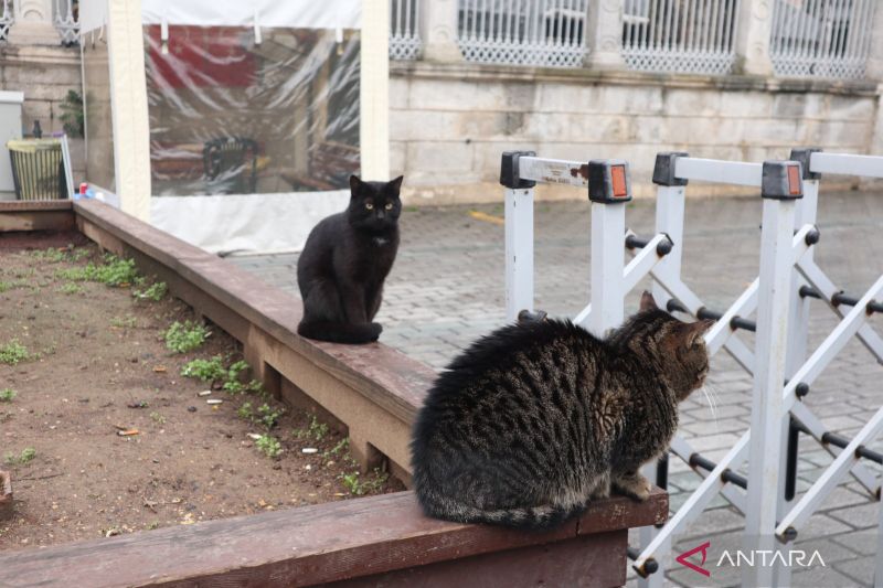 Selalu ada anabul di setiap jalanan Istanbul