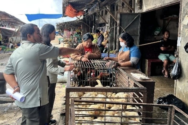 kementan-sebut-harga-daging-ayam-terkendali-di-tapanuli-utara-dan-toba