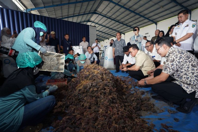 kemendag-optimalkan-resi-gudang-ekspor-rumput-laut-tembus-tiongkok