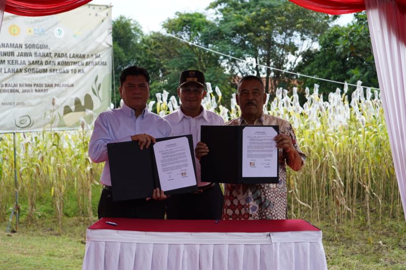 ptdi-sulap-lahan-di-jatigede-sumedang-jadi-pusat-sorgum