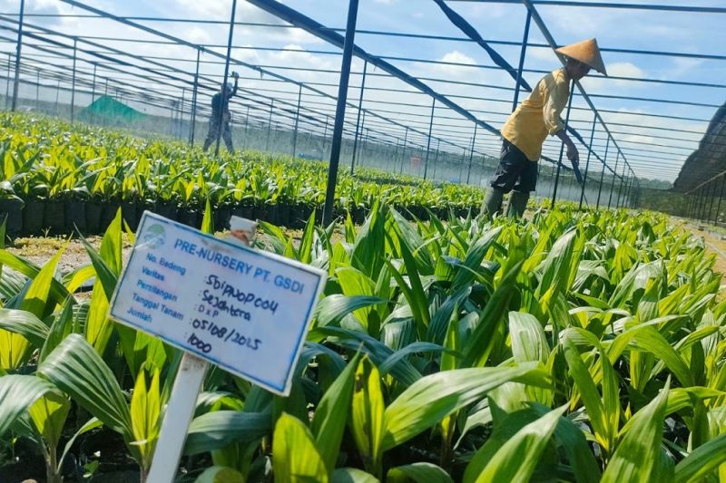 industri-sawit-komitmen-wujudkan-kesetaraan-bagi-perempuan-pekerja