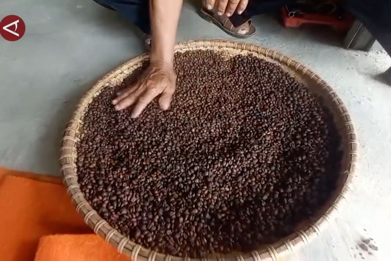 kalsel-perkuat-pengembangan-kopi-lokal-melalui-bangkodin