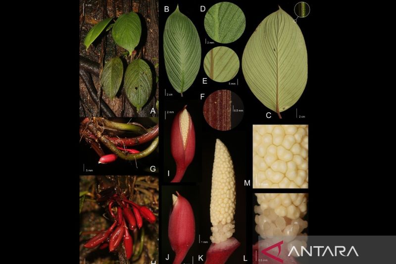 Talas langka Sumatera diusulkan masuk kategori terancam punah