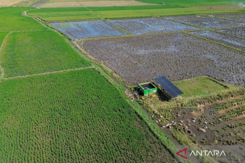 matahari-penjaga-swasembada-pangan