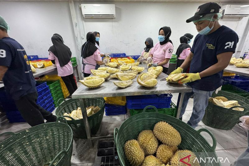 Kadin Parigi Moutong target transformasi ekonomi lewat industri durian