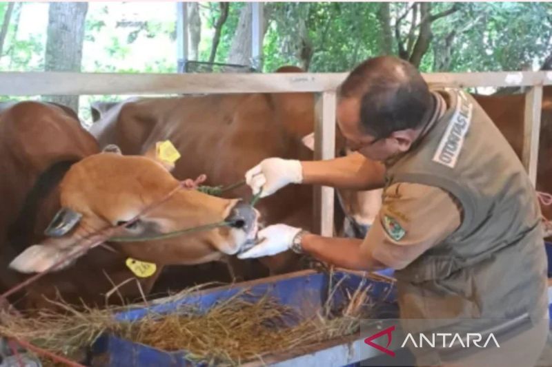Anggota DPR minta perketat pengawasan kesehatan hewan kurban