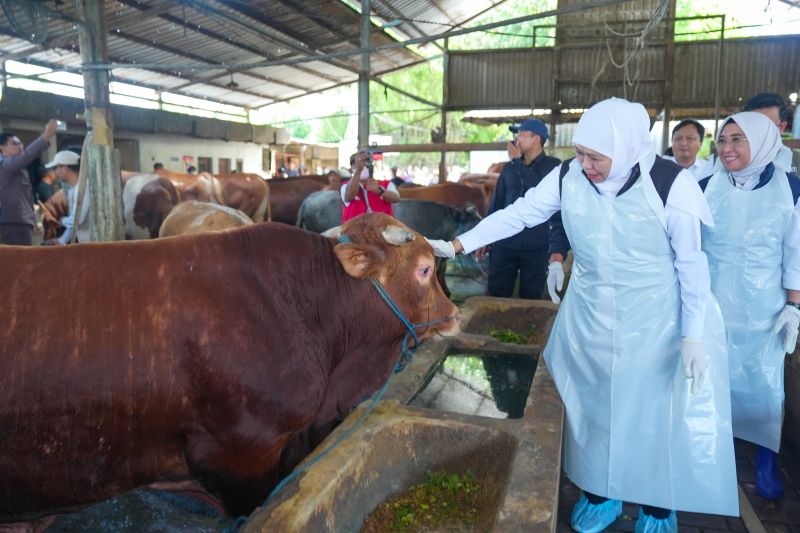 pemprov-jatim-kerahkan-tim-pemeriksa-kesehatan-hewanjelang-idul-adha