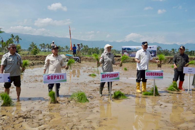 kementan-akselerasi-tanam-padi-serentak-di-25-provinsi-pacu-produksi