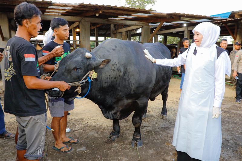 gubernur-khofifah-dorong-peternak-jatim-penuhi-daging-di-pasar-global