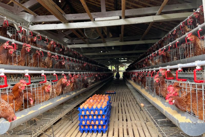 kementan-gandeng-asosiasi-pelaku-usaha-stabilkan-harga-telur-ayam