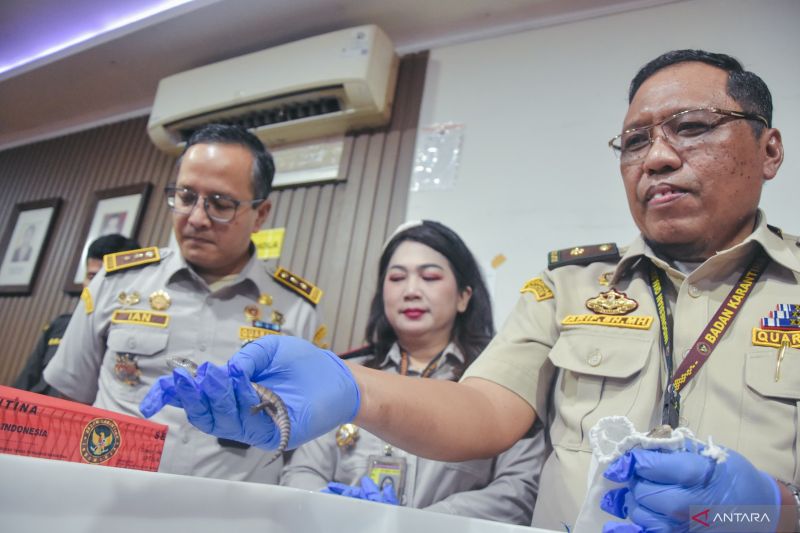 barantin-gagalkan-penyelundupan-10-ekor-satwa-dari-thailand
