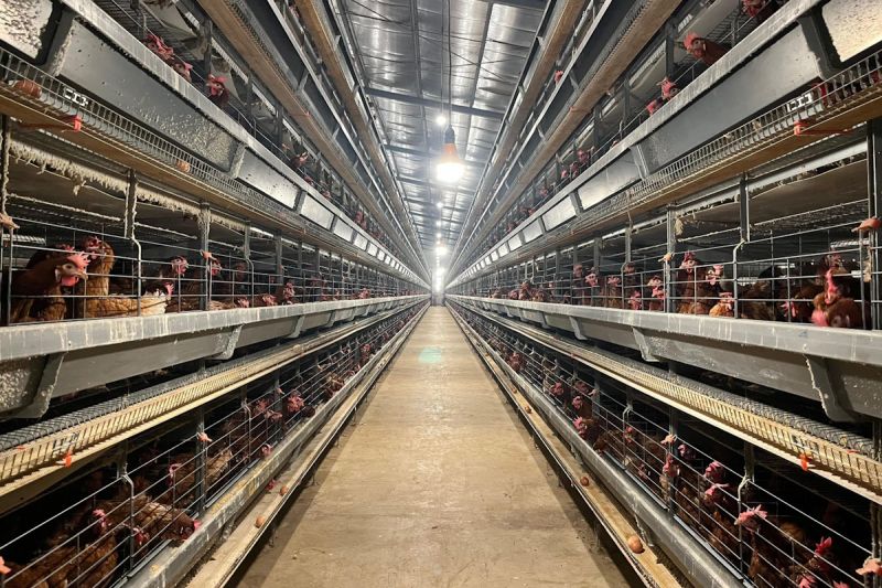 kementan-peternak-rakyat-jadi-prioritas-pengembangan-industri-ayam