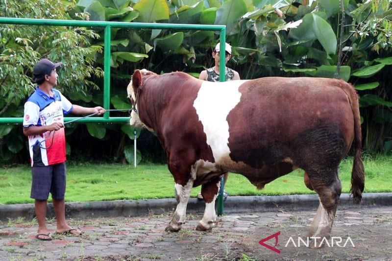 Presiden Prabowo membeli sapi 1 ton dari peternak Temanggung untukkurban