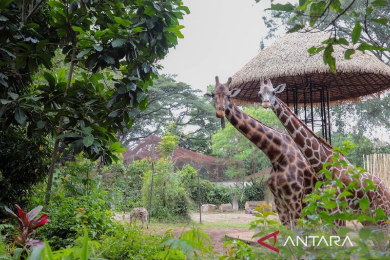 kemenhut-pemkot-bandung-tanggung-kebutuhan-satwa-bandung-zoo