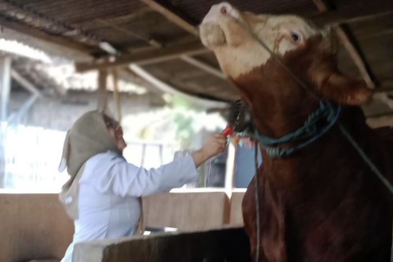 dua-sapi-jumbo-asal-lamongan-dibeli-presiden-untuk-kurban-idul-adha