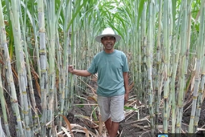 petani-sambut-positif-varietas-unggul-tebu-nx-dan-panjalu
