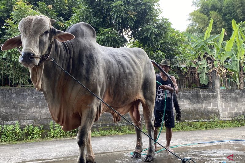 mbah-iran-sapi-peternak-bantul-terpilih-jadi-hewan-kurban-presiden