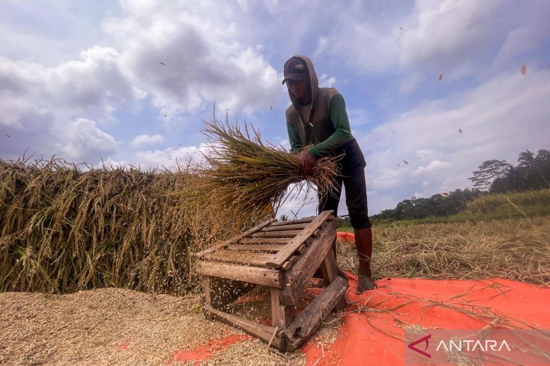 panen-melimpah-harga-gabah-membuncah-petani-sumringah