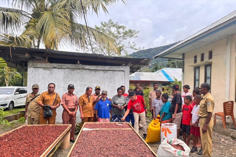 masyarakat-yapen-di-papua-yang-menitipkan-harapan-pada-kakao
