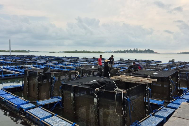bpbl-batam-sebut-minat-budidaya-lobster-modeling-mulai-meningkat