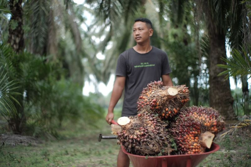 kementan-awasi-perusahaan-sawit-hadapi-el-nino-demi-jaga-produksi