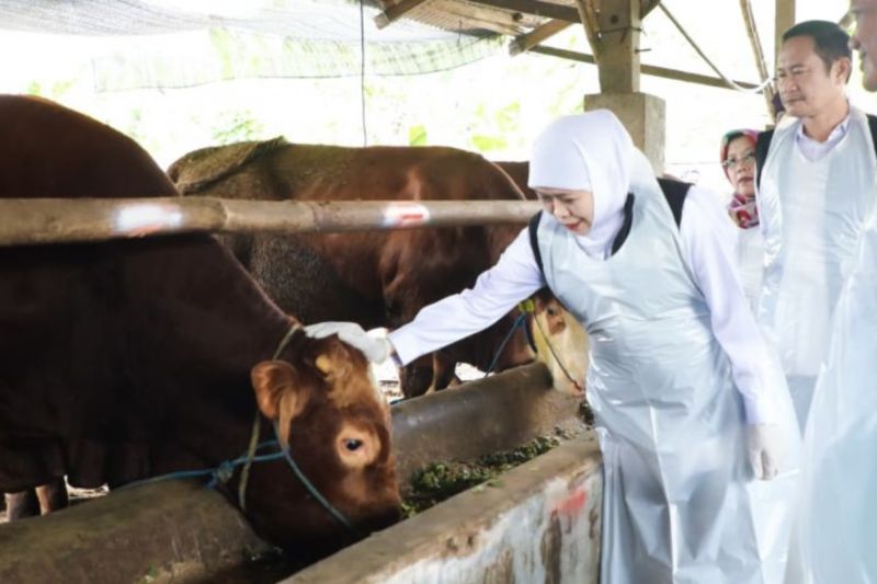 gubernur-khofifah-sebut-idul-adha-dongkrak-ekonomi-peternak-jatim