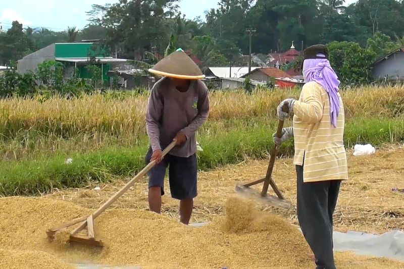 banyumas-targetkan-panen-380000-ton-beras-untuk-swasembada-pangan