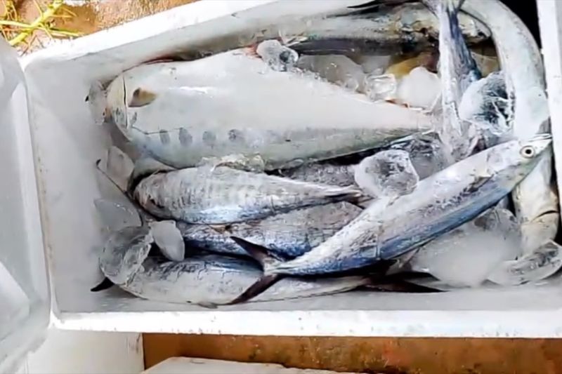 koperasi-produsen-rempang-eco-city-siap-distribusikan-ikan-hasil-knmp