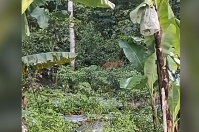 Harimau Sumatera muncul di persawahan Agam, warga sembunyi di pondok