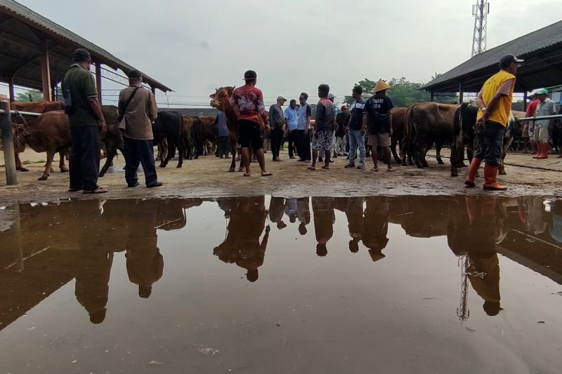 pengawasan-di-pasar-hewan-ambarawa-diperketat-jelang-idul-adha