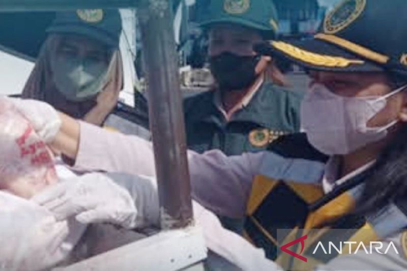 bkhit-periksa-14-ton-ayam-beku-dari-surabaya-masuk-maluku