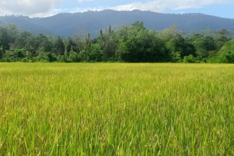 bbrmp-maluku-monitoring-produksi-benih-padi-sawah-di-seram-barat