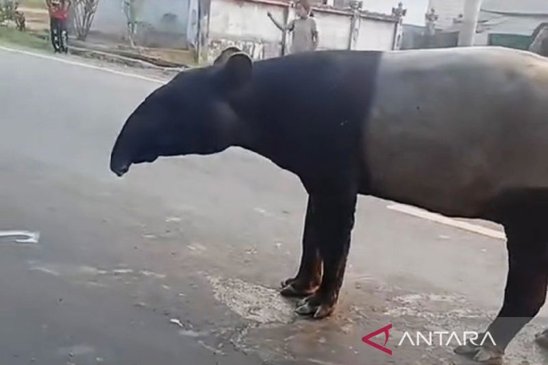 Kemenhut koordinasi dengan Polri terkait kematian tapir di Mesuji