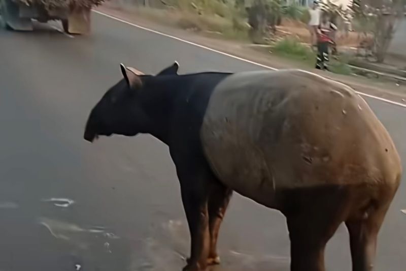 Kasus tapir disembelih, Pegiat: Edukasi konservasi penting sejak dini