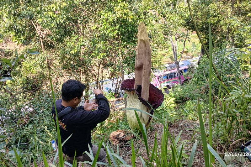 Bunga bangkai mekar sempurna di pinggir jalan nasional Sumbar-Sumut