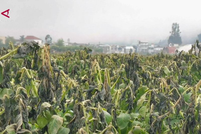 Embun upas rusak 30 hektare lahan kentang di Dieng