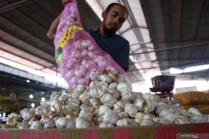 Zulhas: 17 provinsi mulai tanam bawang putih untuk swasembada